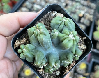 Mini Ming Cactus Elite Cereus Forbesii Cv Mini, 2" Pot - Etsy