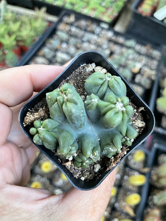 Myrtillocactus Geometrizans Monstrose Cactus / Cereus Forbesii 'ming Thing'  Plant Succulents Rooted - Etsy