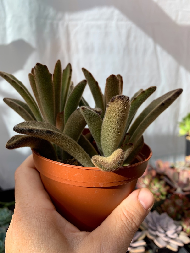 4 Chocolate Soldier Kalanchoe Tomentosa Succulent Plant image 5