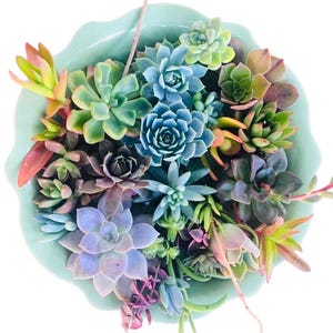 Colorful Succulent Cuttings – Mixed Variety Pack for Arrangements, Crafts and Gardens – Fresh and Handpicked