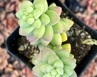 2” Sedum Morganianum Burro Donkey Tail Succulent Plant