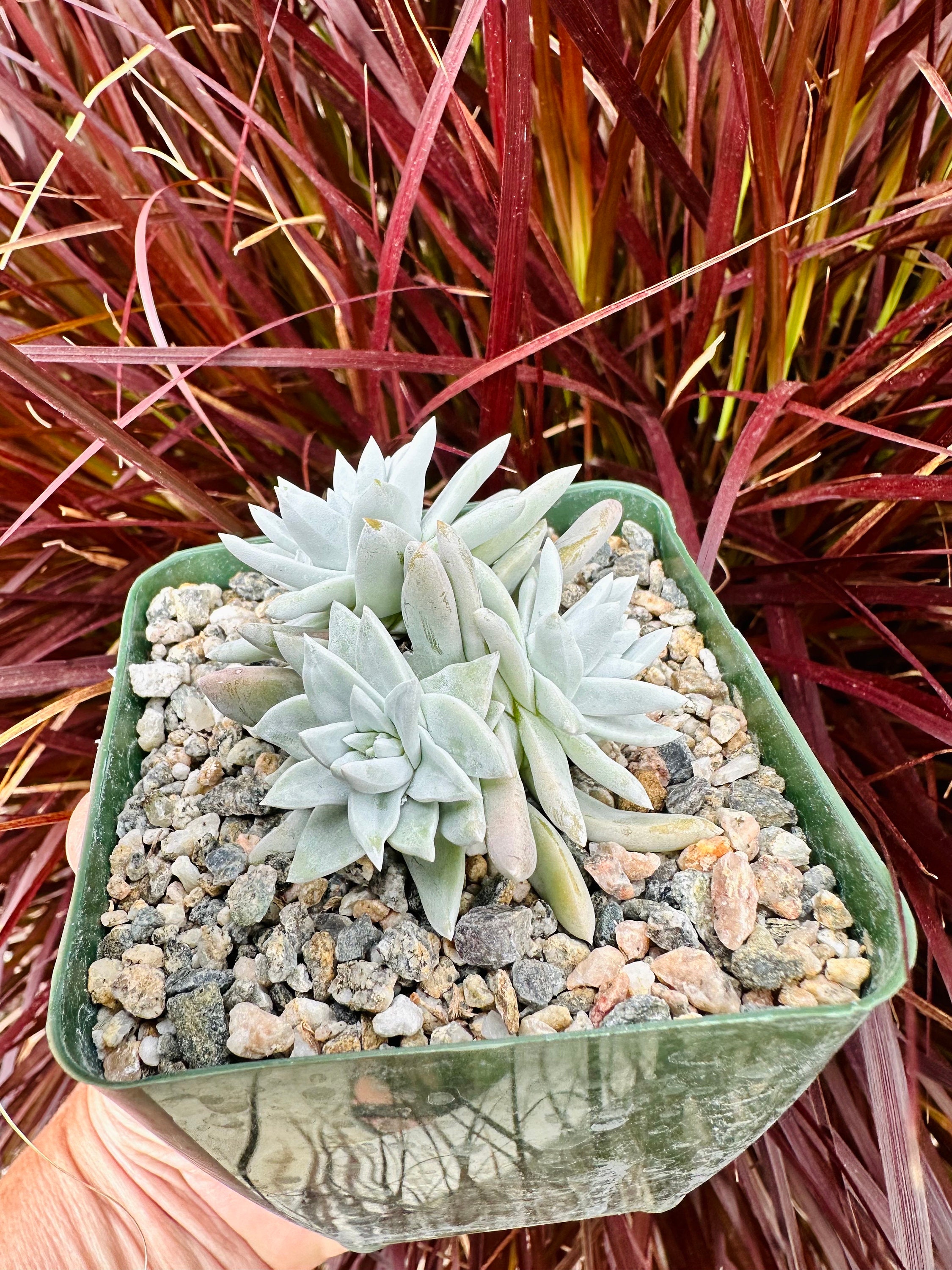 Rare Cluster Dudleya Gnoma White Sprite in 2.5
