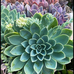 6” Mature Echeveria Blue Atoll Succulent shown measures aprox 5-6” wide