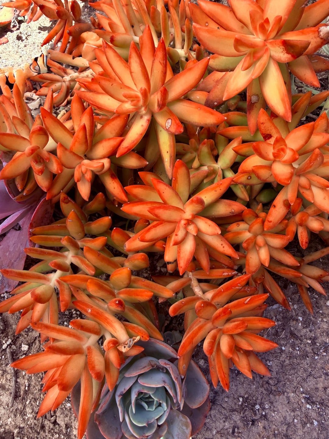 Sedum Adolphi 'firestorm' | Nussbaumerianum Golden Sedum | Red