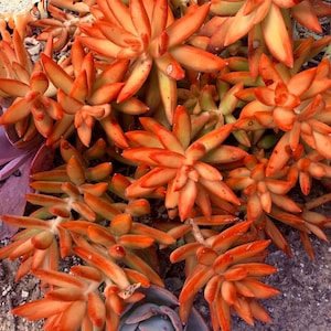 Sedum adolphi 'Firestorm' | Nussbaumerianum Golden Sedum | Red Orange Rosette Succulent Live rooted plant in 2”, 4”, 6”pot and cuttings