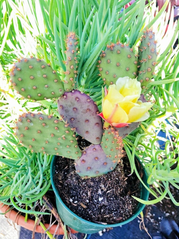 Dancing Cactus Lady 3-Pack — The Prickly Pear