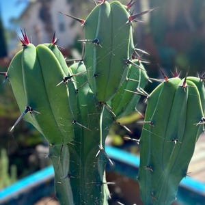 Blue Myrtle Cactus, Myrtillocactus geometrizans Live Cactus, Blue Candle Succulent, Columnar Desert Plant various sizes