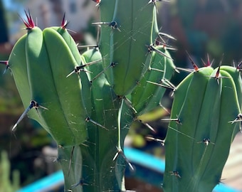 Blue Myrtle Cactus, Myrtillocactus Geometrizans Live Cactus, Blue Candle  Succulent, Columnar Desert Plant Various Sizes - Etsy