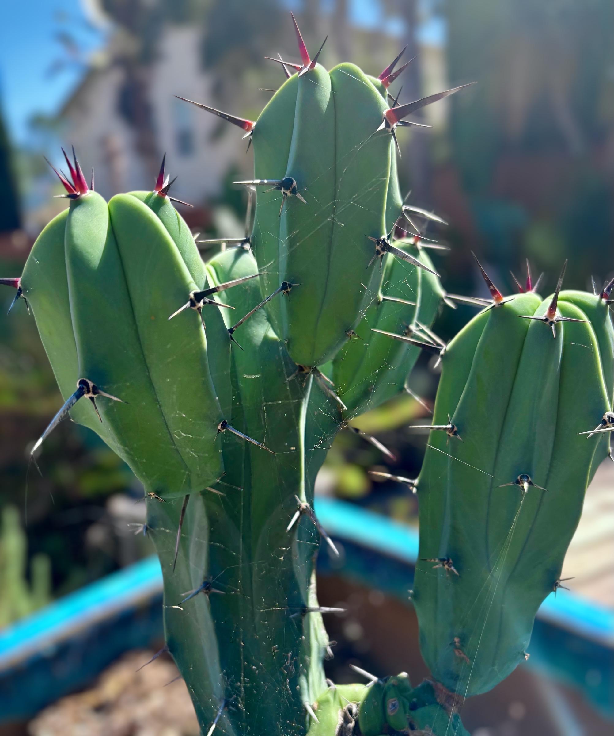 Blue Myrtle Cactus, Myrtillocactus Geometrizans Live Cactus, Blue Candle  Succulent, Columnar Desert Plant Various Sizes - Etsy