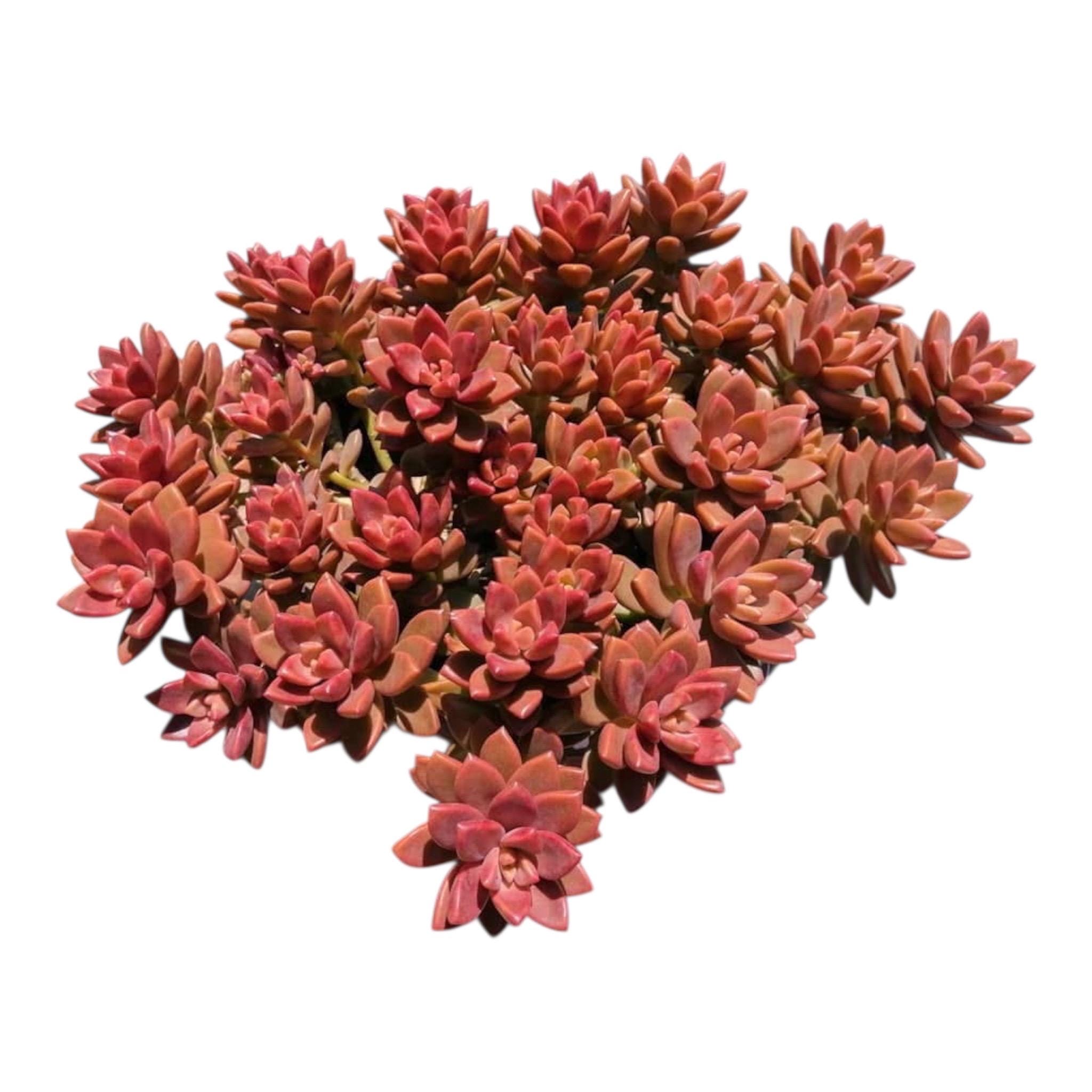Vera Higgins Graptosedum Alpenglow Bronze Rooted Live Succulent
