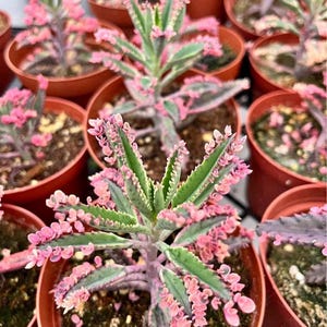 Kalanchoe Pink Butterfly, rare succulent, variegated succulent, live rooted plant in 2", 4" and 6" pot afbeelding 6
