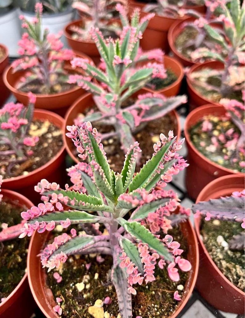 Kalanchoe Pink Butterfly, rare succulent, variegated succulent, live rooted plant in 2", 4" and 6" pot afbeelding 6