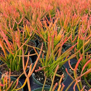 May include: A close-up of a group of potted plants with thin, bright green stems and orange-red tips. The plants are arranged in rows and are growing in a greenhouse setting.