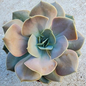 6” Echeveria Lolita  Succulent Plant