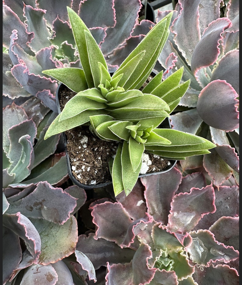 2 Crassula Capitella Subsp. thrysiflora Red Pagoda Succulent Plant see 2nd and 3rd pic image 5