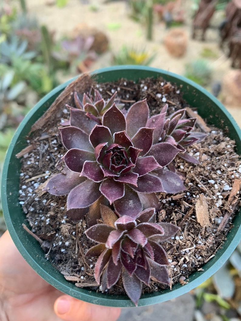 s 4\u201d pot .fl Cold Hardy Sempervivum Chocolate Kiss with offset