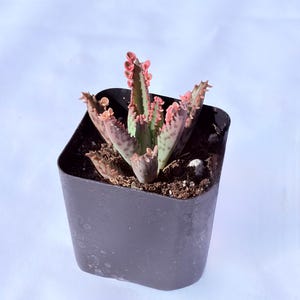 Kalanchoe Pink Butterfly, rare succulent, variegated succulent, live rooted plant in 2", 4" and 6" pot 2” shipped pot