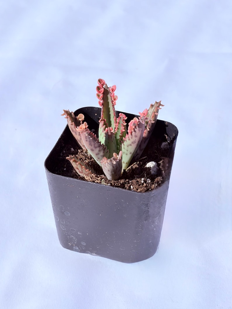 Kalanchoe Pink Butterfly, rare succulent, variegated succulent, live rooted plant in 2", 4" and 6" pot 2” shipped pot