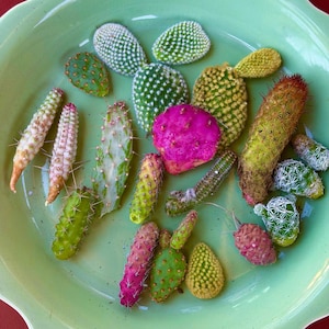 May include: A light green scalloped ceramic plate containing a variety of cactus cuttings. The collection includes diverse shapes, textures, and colors, ranging from bright pink and yellow to shades of green and white, all featuring small spines.