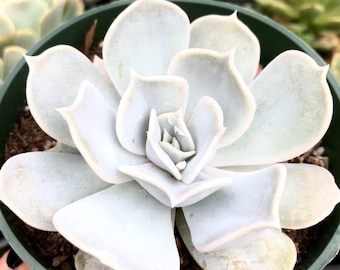 Canadian Echeveria L Succulent - Etsy