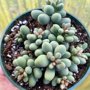 May include: A green succulent plant with round, fleshy leaves in a green plastic pot. The plant has a light green color with a slight powdery coating.