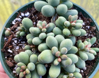 4" Dragon Eggs Succulent - Cotyledon Sinus Alexandri - Cotyledon Fairy Tale Plant Cotyledon Sinus-Alexandri ‘The Fairy Tale Plant’ 4” pot