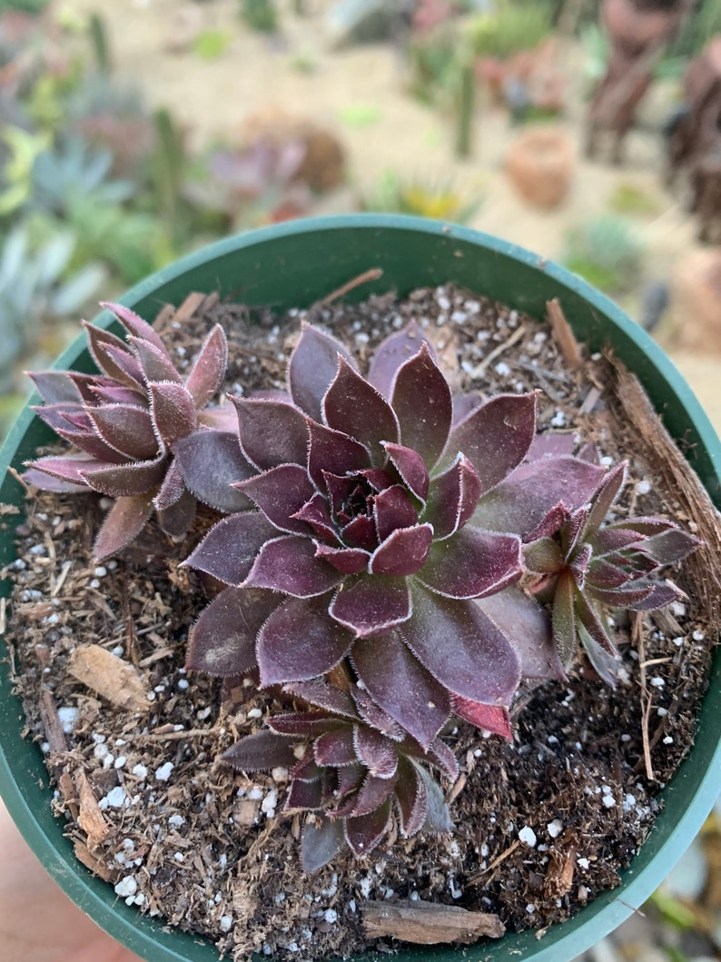 s 4\u201d pot .fl Cold Hardy Sempervivum Chocolate Kiss with offset
