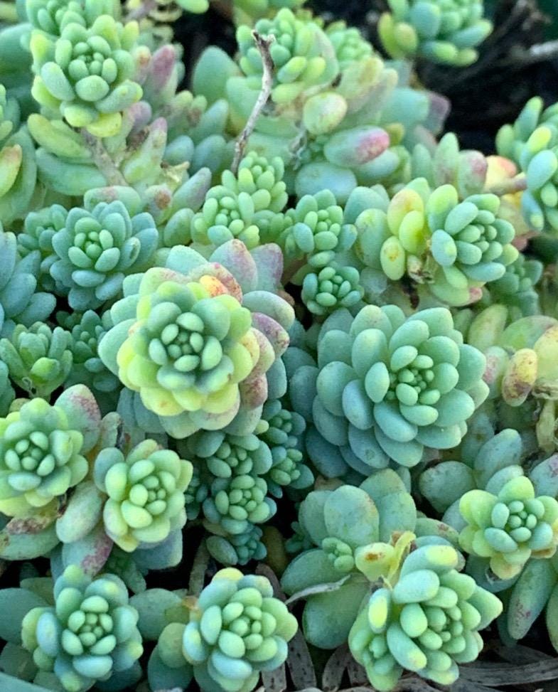 SucculentCreationz - Etsy