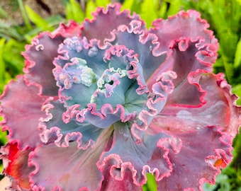 Echeveria Crimson Tide, 2 gallons. Plante mature. Un Echeveria unique à froufrous et à bordure rose foncé. mesure 9-11 pouces de large