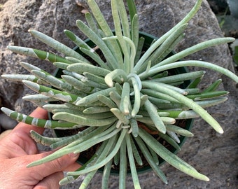 6” Senecio Scaposus ‘Woolly Senecio’ live Succulent Plant