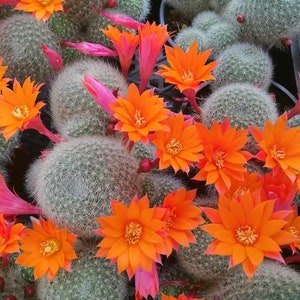 May include: Close-up of a cactus plant with bright orange flowers in bloom. The cactus has a fuzzy, green exterior and is covered in small, white spines.