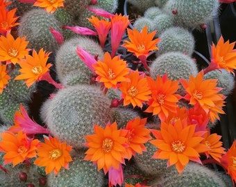4” Rebutia muscula 'Orange Snowball' Plant Succulents Rooted with pups