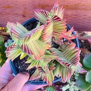 2” Crassula Capitella Subsp. thrysiflora (Red Pagoda) Succulent Plant - SEE 2nd and 3rd pic