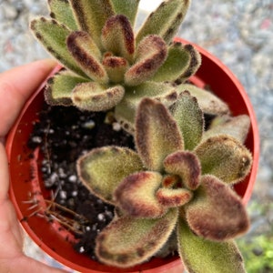 4 Chocolate Soldier Kalanchoe Tomentosa Succulent Plant image 4