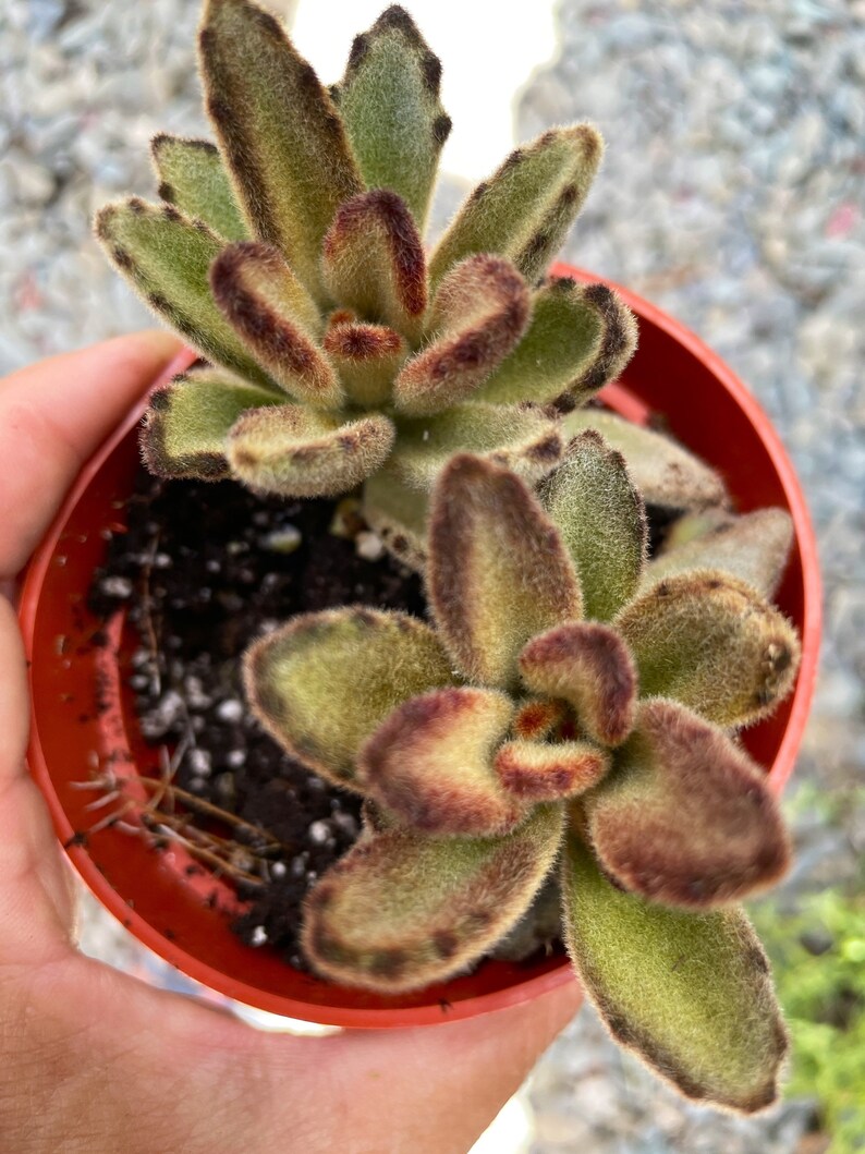 4 Chocolate Soldier Kalanchoe Tomentosa Succulent Plant image 4