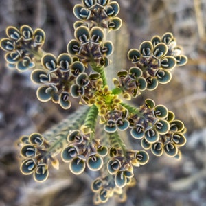 5” Alligator Mother Thousands Pregnant Kalanchoe Daigremontiana Succulent 7-8” tall