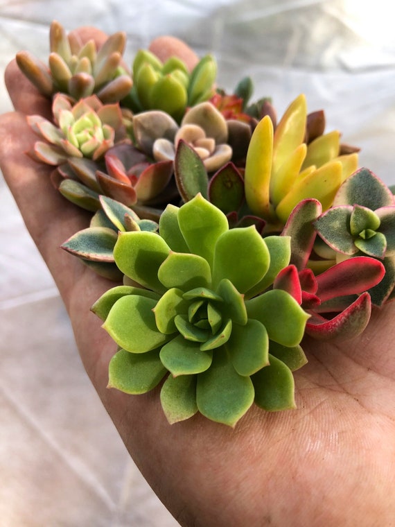 16 Baby Succulent Cuttings Etsy 16 Baby Succulent Cuttings Etsy