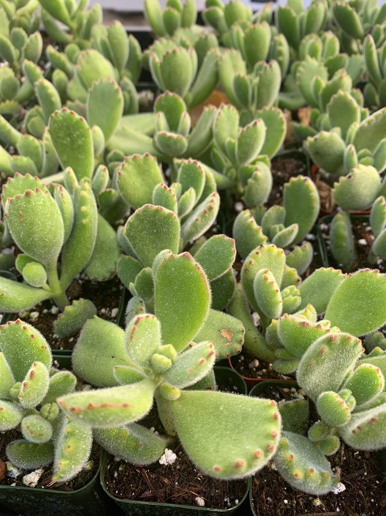 2 Cotyledon Tomentosa Ssp ladismit Bear Paw Succulent Plant 2 pot image 7