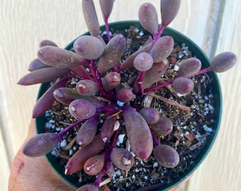 4” Othanna Capensis "Ruby Necklace" shown in a 4 “ pot