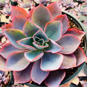 8” Large Echeveria AfterGlow Succulent Plant After Glow measures 5-8”