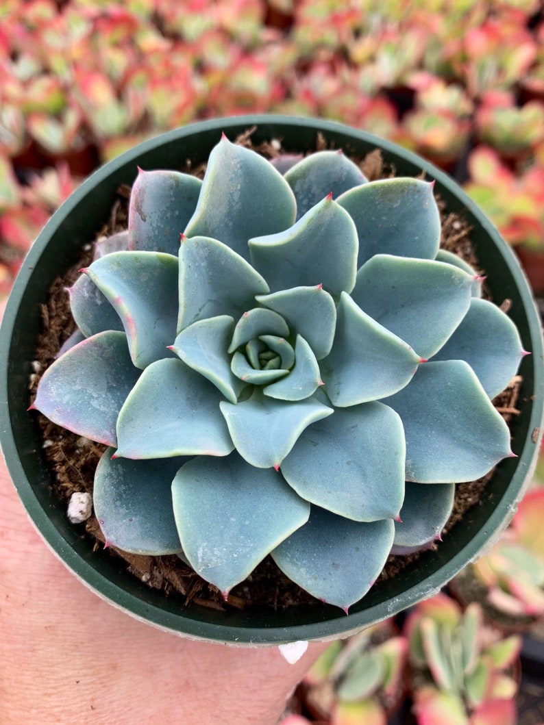 Echeveria galaxy blue