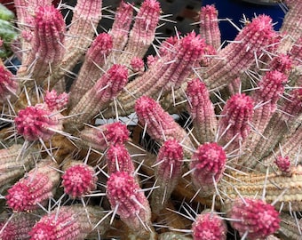 4” Variegated Corn Cob Cactus,Euphorbia Mammillaris variegata, live succulent plant,variegated cactus