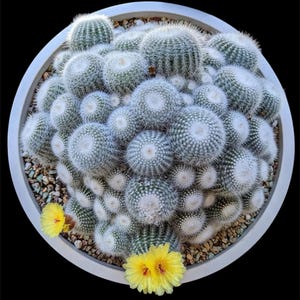 May include: A large, round, light gray planter filled with numerous small, round cacti. The cacti are a pale green color with white, fuzzy centers. Two bright yellow flowers with orange centers are visible near the bottom of the planter.