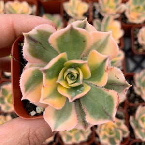 2" Aeonium sunburst Succulent Plant 2” pot