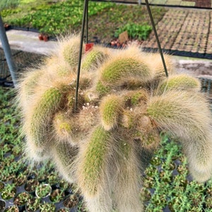 5 Rare Cleistocactus colademononis Monkey Tail Cactus measures between 10-14 long rooted image 5