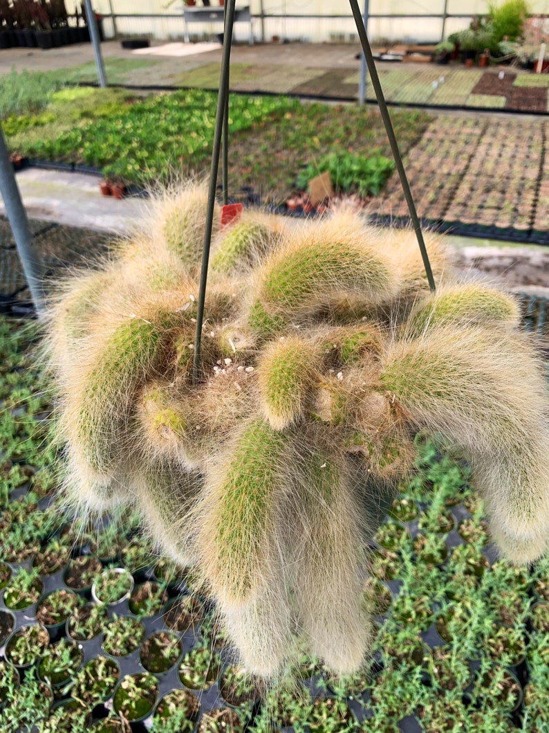 5 Rare Cleistocactus colademononis Monkey Tail Cactus measures between 10-14 long rooted image 5