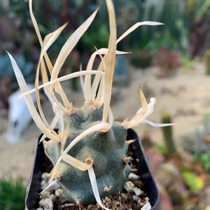 2&quot; Opuntia Papyracanthus Paper Spines Cactus Indoor \ Outdoor Cactus Plant Succulents Rooted 2&quot; pot