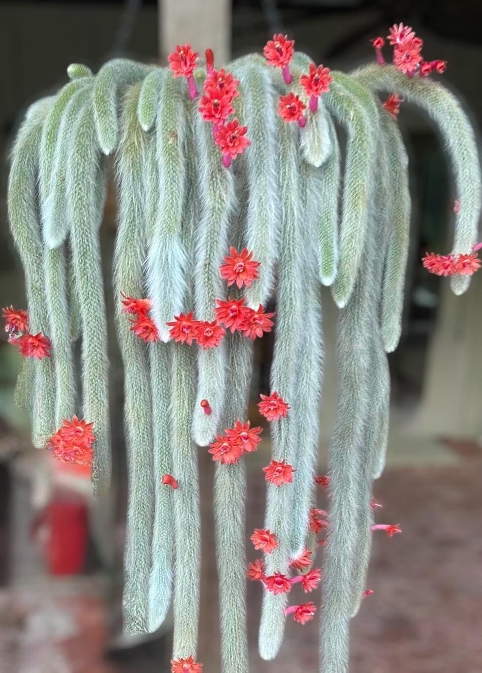 Monkey Tail Cactus, Hildewintera Colademonois, Rare Cactus