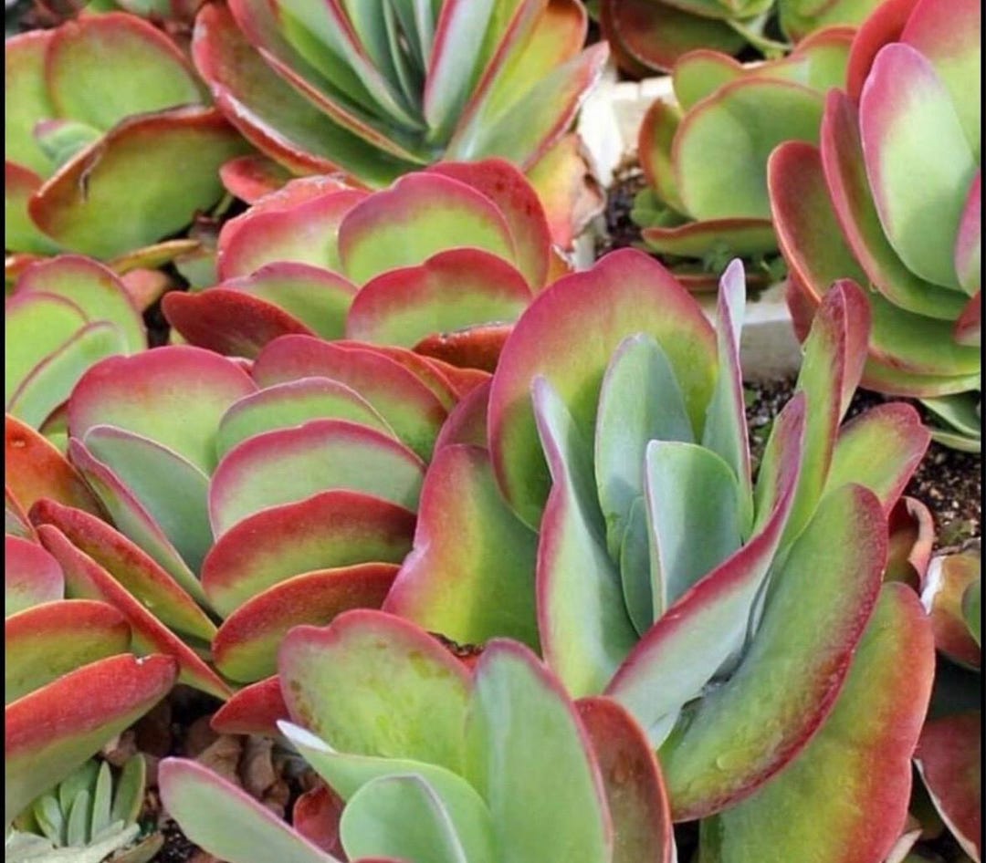 succulents in a mug Cactus Mug main image 1