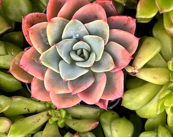 Unique Echeveria Galaxy Blue Rooted Live Succulent Plant In 2", 4", 6" Pot